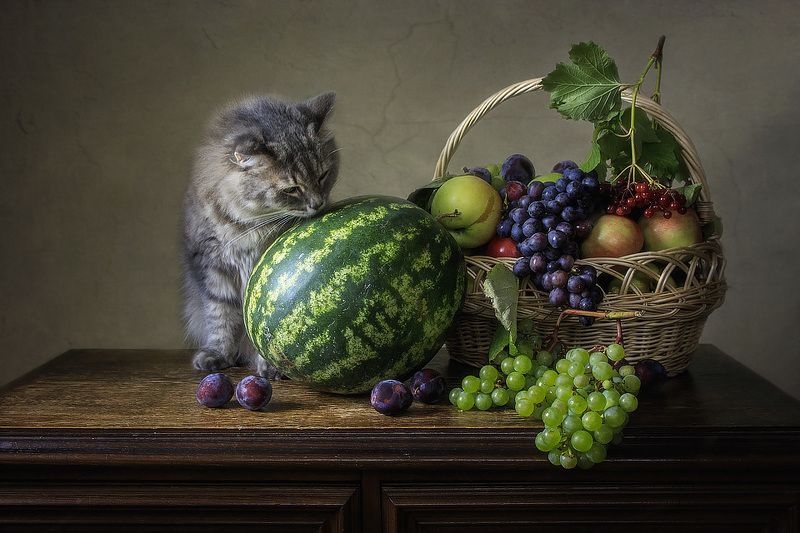 Никакой я не бездельник!) Кото-натюрморты Ирины Приходько