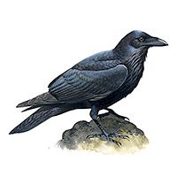 Ваш знак согласно индейскому гороскопу