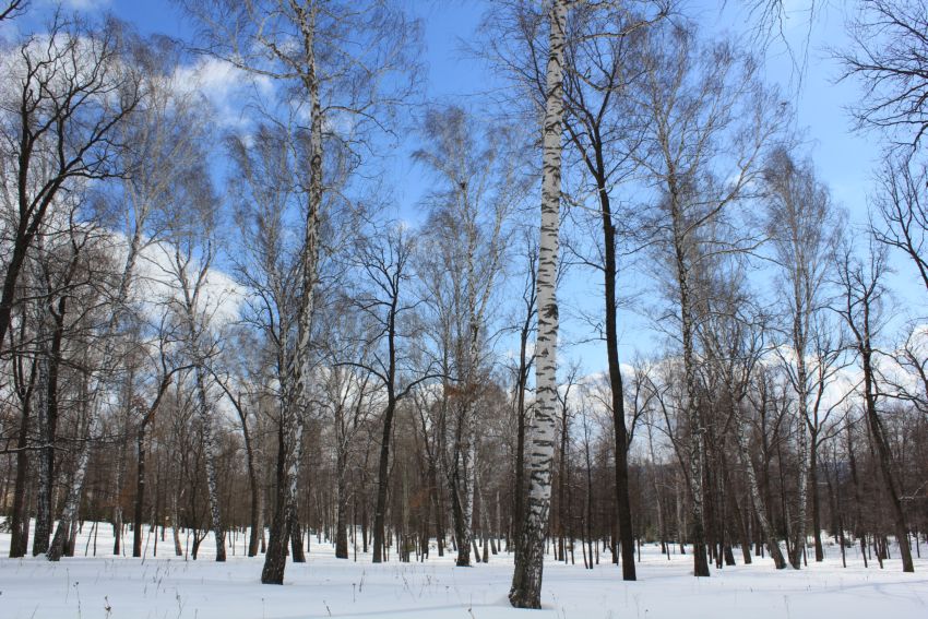 Фотографии весны для конкурса Фотографии весны для конкурса