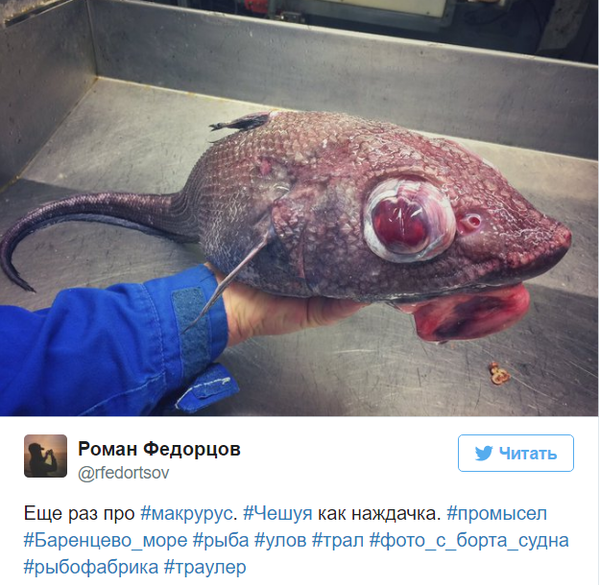 Невероятные монстры: российский моряк публикует снимки самых диковинных существ, попадающих в сети Невероятные монстры: российский моряк публикует снимки самых диковинных существ, попадающих в сети twitter, Социальные сети, вода, монстр, рыба, рыбак