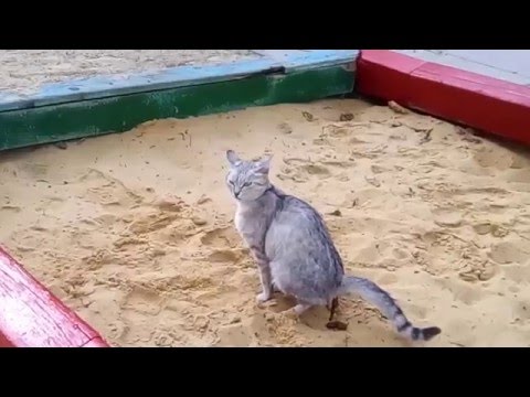 Кошачьи фекалии смертельно опасны для детей !