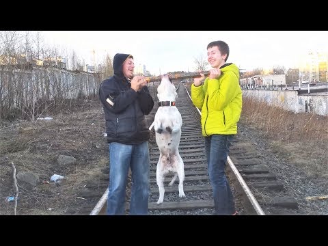 СМЕШНЫЕ ЖИВОТНЫЕ 2018 ЛУЧШИЕ ПРИКОЛЫ С ЖИВОТНЫМИ Про Собак И Двух Баранов СМЕШНЫЕ ЖИВОТНЫЕ 2018 ЛУЧШИЕ ПРИКОЛЫ С ЖИВОТНЫМИ Про Собак И Двух Баранов