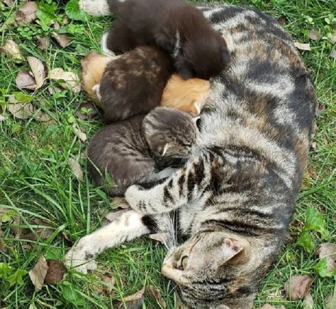 Кошка кормит котят Котята кушают