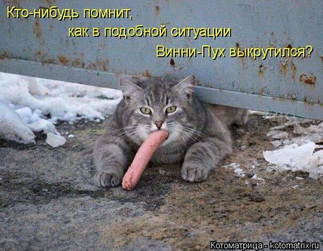 Котоматрицы для подзарядки позитивом))) Котоматрицы для подзарядки позитивом)))