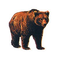 Ваш знак согласно индейскому гороскопу