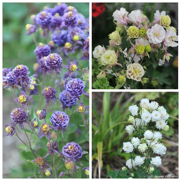 Сорта аквилегии серии Winky: 'Winky Double Blue and White', 'Winky Double Rose and White', 'Winky Double White'