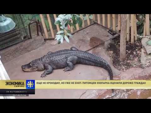 Еще не крокодил, но уже не енот: питомцев зоопарка оценили дороже граждан