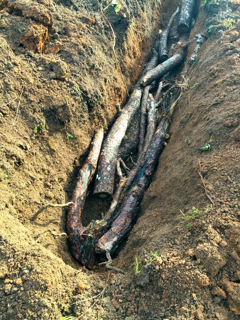 А так советуют сажать малину. В глубокую траншею нужно положить сначала древесину - обычные лесные ветки А так советуют сажать малину. В глубокую траншею нужно положить сначала древесину - обычные лесные ветки Фабрика идей, дача, огород, подкормка, растения, урожай, уход