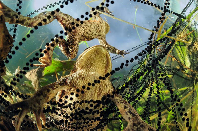 "Жемчужины весны", Солвин Занкл "Жемчужины весны", Солвин Занкл Wildlife Photographer of the Year, животные, конкурс, мир, под водой, природа, фотография, фотомир