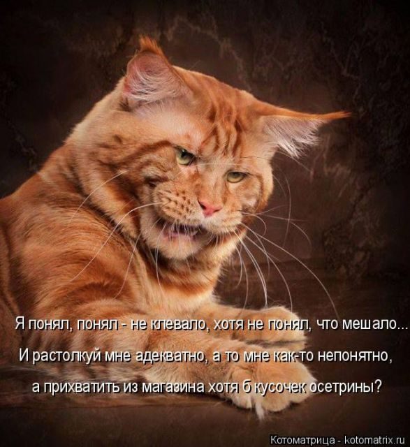 Котоматрицы для подзарядки позитивом))) Котоматрицы для подзарядки позитивом)))