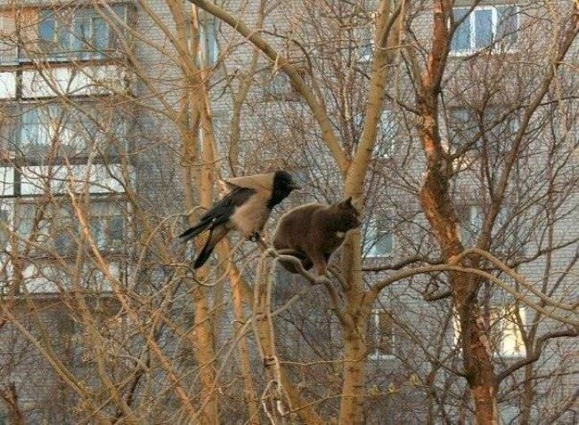 Весна — коты прилетели! Весна — коты прилетели!