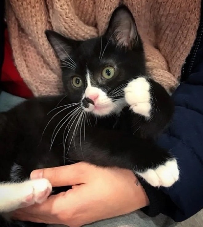 Котенок на руках Котенок с белыми лапками