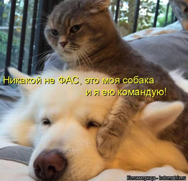 Котоматрицы для подзарядки позитивом))) Котоматрицы для подзарядки позитивом)))