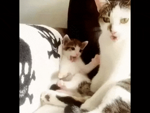 Малыши, которые ещё не совсем готовы быть котами)) Малыши, которые ещё не совсем готовы быть котами))