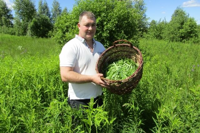 Как правильно собирать, ферментировать и пить иван-чай. Советы фермера