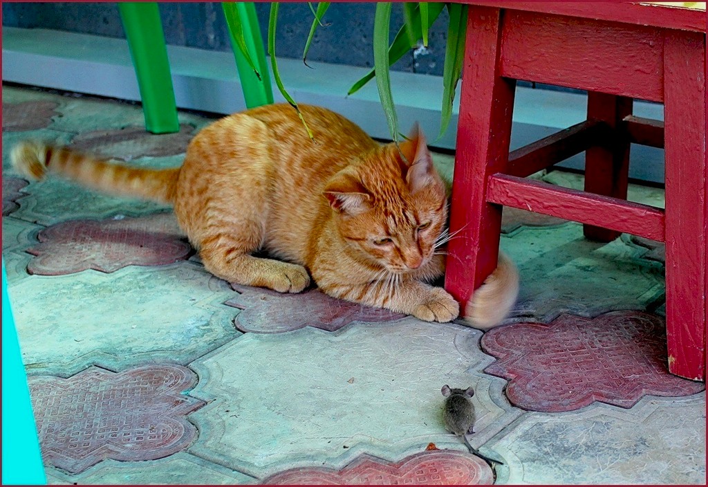 Кошки - Мышки....!!! Кошки - Мышки....!!!