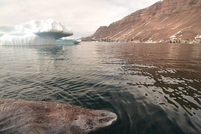 Учёные нашли самое старое животное на земле: этой акуле уже 512 лет