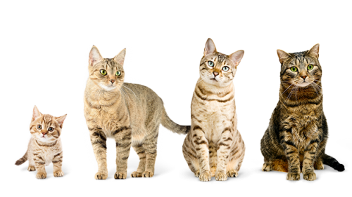 http://petstime.ru/sites/default/files/styles/article-500/public/field/image/sprelaunchimcpageimg32.png?itok=vMj1SdkJ