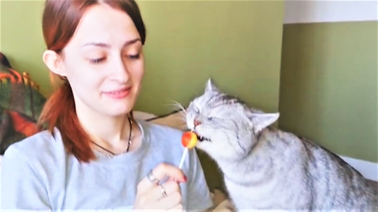 Кошки и Собаки Любители сладенького