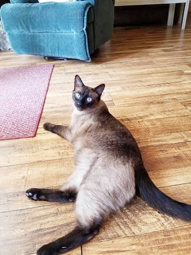 Кот с голубыми глазами Кот лежит