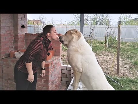 СМЕШНЫЕ ЖИВОТНЫЕ 2018 Приколы с животными Май Шашлык и ржака до слез СМЕШНЫЕ ЖИВОТНЫЕ 2018 Приколы с животными Май Шашлык и ржака до слез