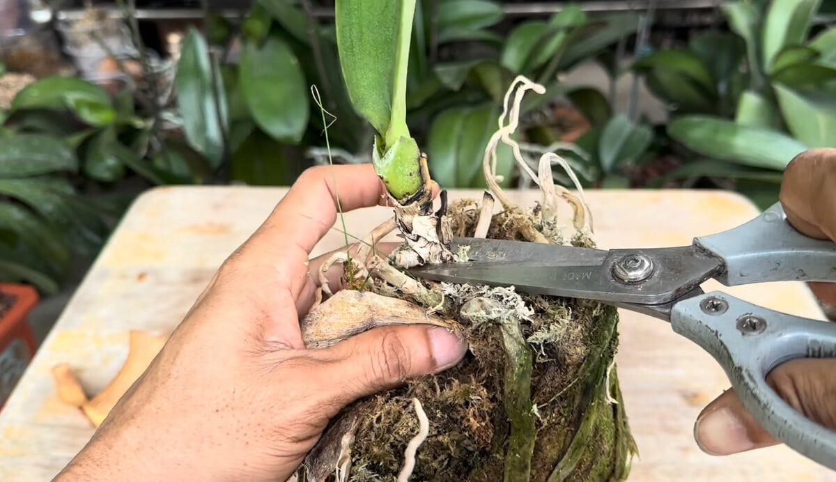 Не выкинула умирающую орхидею: поместила 1 лист в яйцо, она сразу пустила новые корни