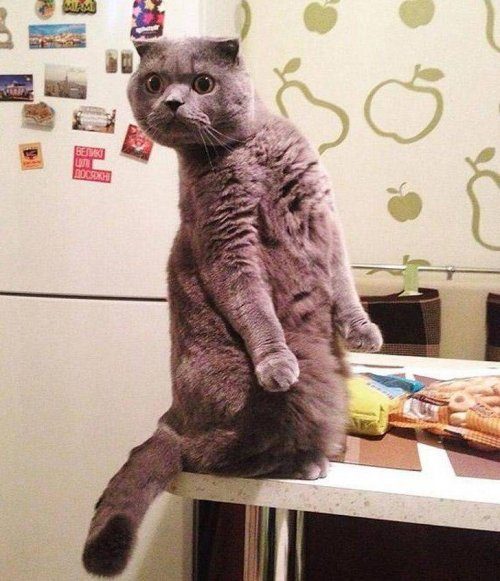 Животные, которые подарят улыбку и поднимут настроение