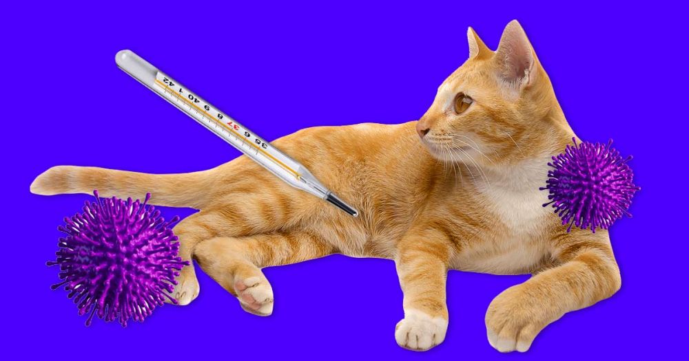 6 болезней, которыми можно заразиться от домашних животных