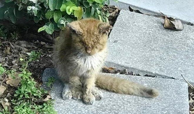 Бездомный кот Больной кот