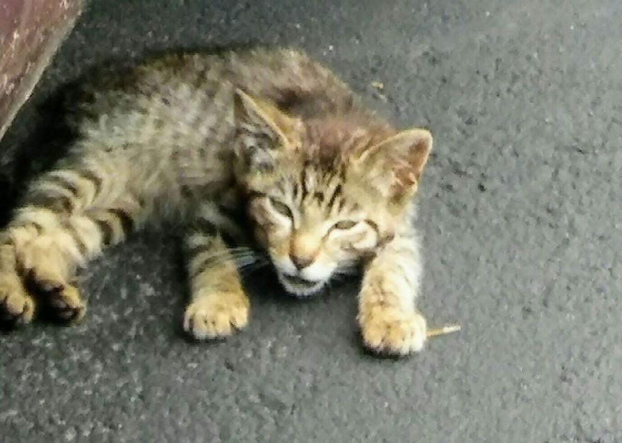 спасение котёнка котёнок на дороге
