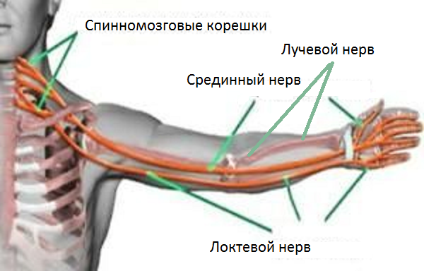 Немеет кожа шеи что это Немеет кожа шеи что это
