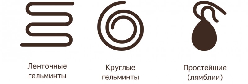 Как избавиться от гельминтов у домашних питомцев Как избавиться от гельминтов у домашних питомцев