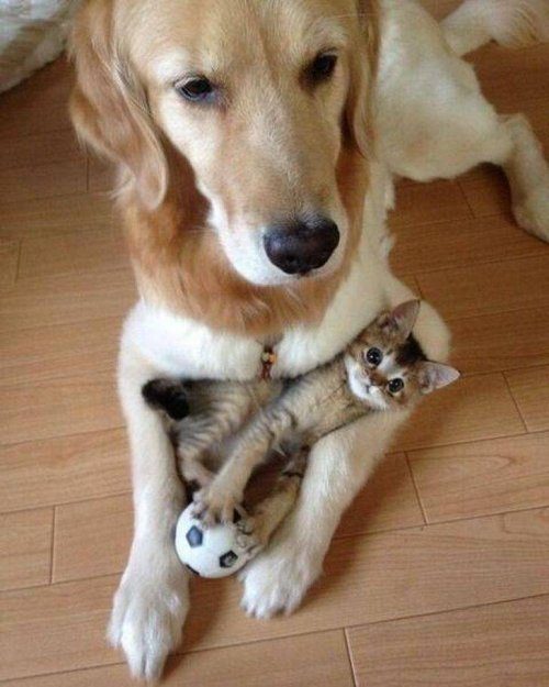 Животные, которые подарят улыбку и поднимут настроение