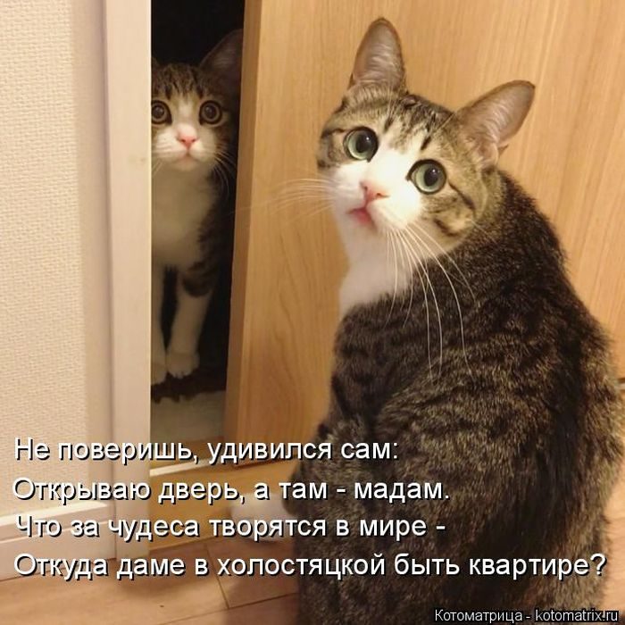 Лучшие котоматрицы, которые зарядят вас позитивом) Лучшие котоматрицы, которые зарядят вас позитивом)