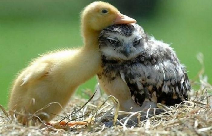 Как выглядит обижулька: 35 животных, перед которыми очень провинились Обидели дитятко!