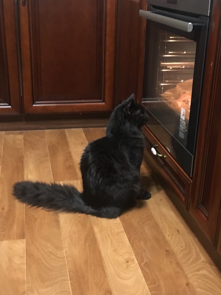 помощь котенку кот у духовки