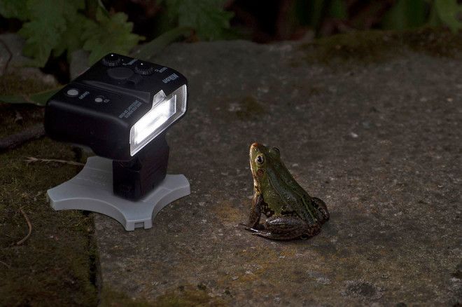 20 ФИНАЛИСТОВ КОНКУРСА САМЫХ СМЕШНЫХ ФОТОГРАФИЙ ДИКОЙ ПРИРОДЫ 20 ФИНАЛИСТОВ КОНКУРСА САМЫХ СМЕШНЫХ ФОТОГРАФИЙ ДИКОЙ ПРИРОДЫ