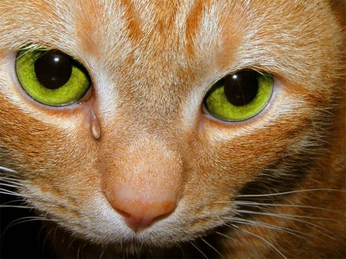 Отчего животные плачут? Отчего животные плачут?
