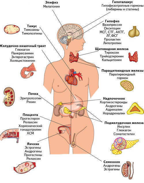 Что важно знать о вашей эндокринной системе