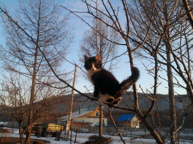 Весна — коты прилетели! Весна — коты прилетели!