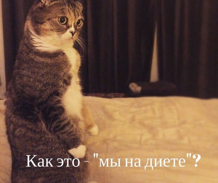 День кошек в России.