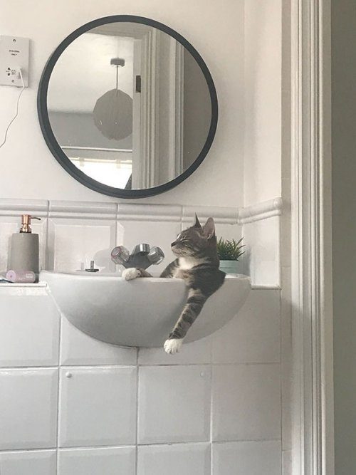 Животные, которые подарят улыбку и поднимут настроение