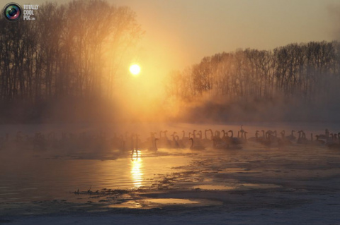 «Лебединое озеро» в Алтайском крае