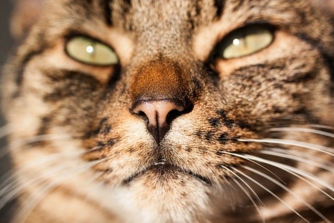 КОТЭ-ФАКТЫ. О ТОМ, ЧЕГО ВЫ НЕ ЗНАЛИ ОБ УСАТЫХ ЛЮБИМЦАХ! КОТЭ-ФАКТЫ. О ТОМ, ЧЕГО ВЫ НЕ ЗНАЛИ ОБ УСАТЫХ ЛЮБИМЦАХ!