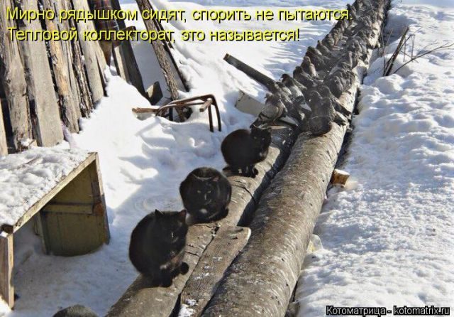 Котоматрицы для подзарядки позитивом))) Котоматрицы для подзарядки позитивом)))