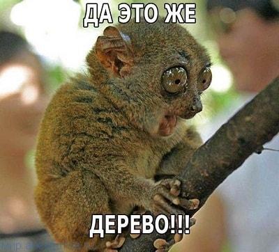 Итак…. в одном лесу Итак…. в одном лесу