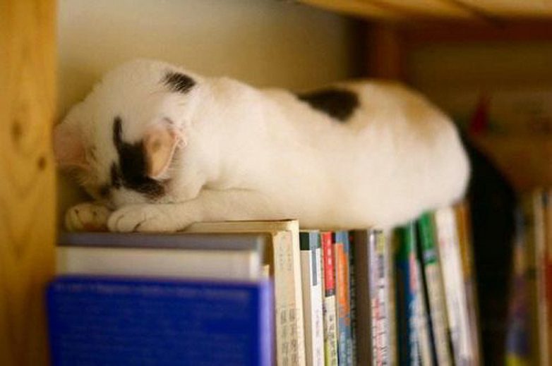 Доказательства того, что коты могут спать где угодно и как угодно. Внимание! Не стоит повторять, если, конечно, вы не кот.))) Доказательства того, что коты могут спать где угодно и как угодно. Внимание! Не стоит повторять, если, конечно, вы не кот.)))
