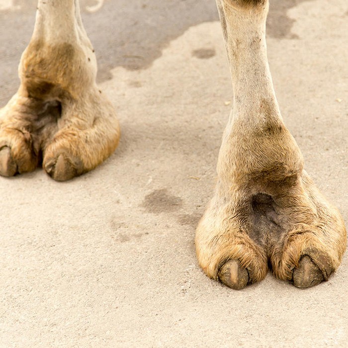 Camel toe. Camel toe.