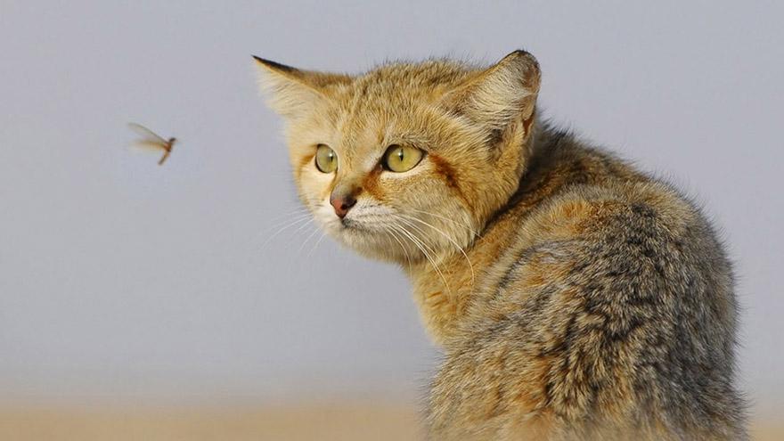 12 диких кошек, о которых знают не все. Краткий обзор 12 диких кошек, о которых знают не все. Краткий обзор