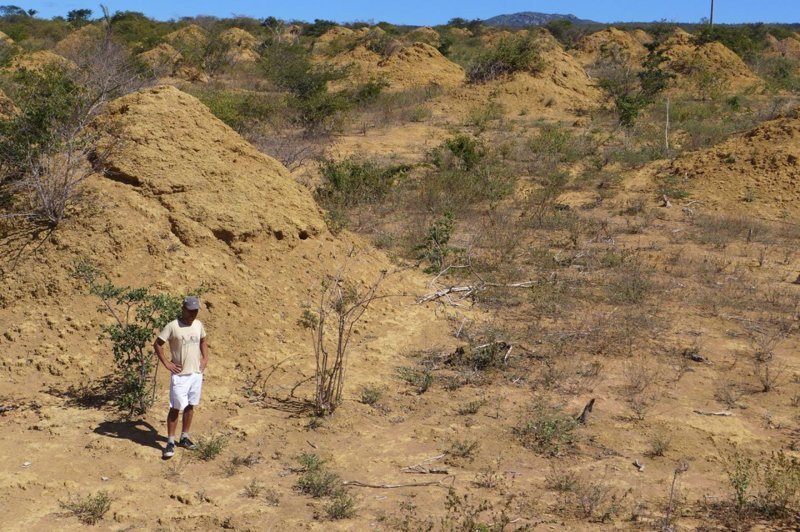 В Бразилии нашли систему термитников возрастом 3800 лет и площадью с три Курганских области (3 фото) В Бразилии нашли систему термитников возрастом 3800 лет и площадью с три Курганских области (3 фото)
